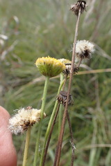 Nidorella podocephala