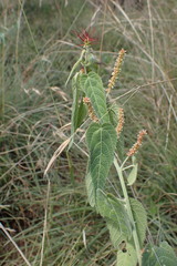 Acalypha villicaulis