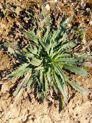 Plantago serraria
