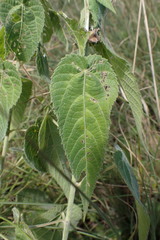 Acalypha villicaulis