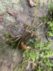 Geothelphusa eucrinodonta