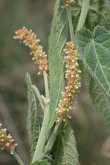 Acalypha villicaulis