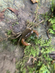 Geothelphusa eucrinodonta