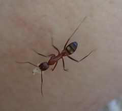 Camponotus socius image