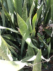 Image of Dracaena hyacinthoides