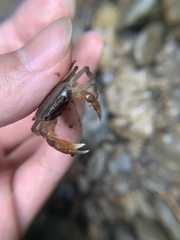 Geothelphusa eucrinodonta