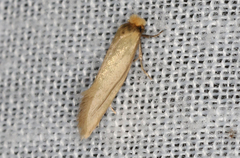 Edosa ochracea