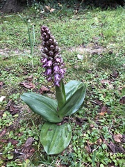 Himantoglossum robertianum