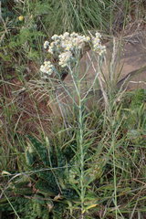 Pseudognaphalium oligandrum