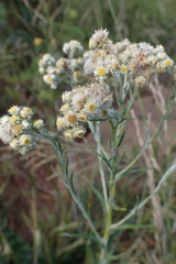 Pseudognaphalium oligandrum