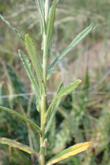 Pseudognaphalium oligandrum