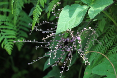 Eirmocephala brachiata