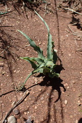 Ledebouria inquinata