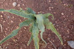 Ledebouria inquinata