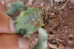 Ledebouria inquinata