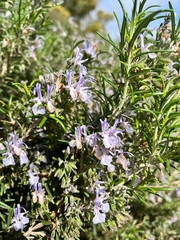 Salvia rosmarinus