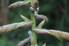 Tillandsia fendleri