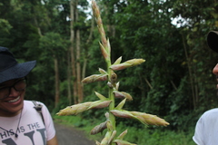 Tillandsia fendleri