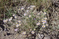Erigeron filifolius