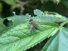 Mallota curvigaster