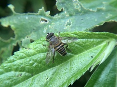 Mallota curvigaster