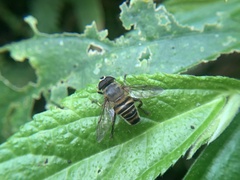 Mallota curvigaster
