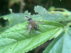 Mallota curvigaster