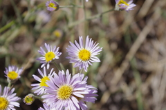 Erigeron filifolius