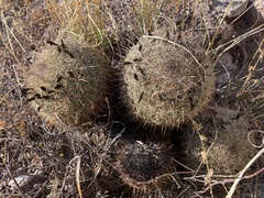 Coryphantha recurvata recurvata