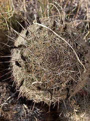Coryphantha recurvata recurvata