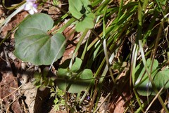 Cardamine pachystigma