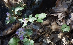 Cardamine pachystigma