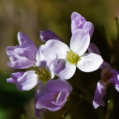 Cardamine pachystigma