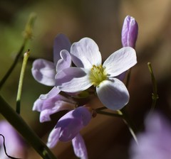 Cardamine pachystigma
