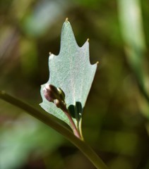 Cardamine pachystigma