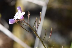 Cardamine pachystigma