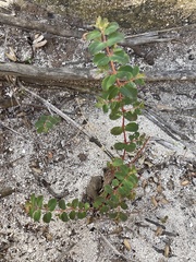 Euphorbia cozumelensis