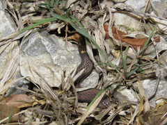 Coniophanes imperialis