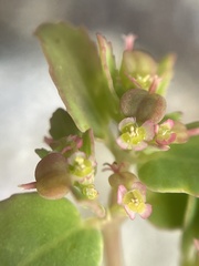 Euphorbia cozumelensis