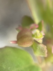Euphorbia cozumelensis