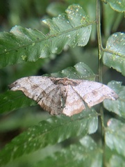 Hyposidra infixaria