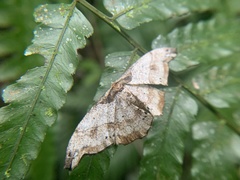 Hyposidra infixaria
