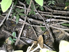 Rieppeleon kerstenii