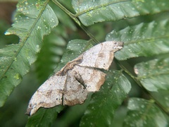 Hyposidra infixaria