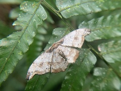 Hyposidra infixaria