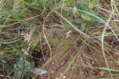 Bulbostylis burchellii