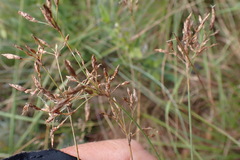 Bulbostylis burchellii