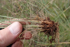 Bulbostylis burchellii