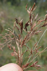 Bulbostylis burchellii