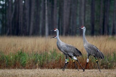 Antigone canadensis pulla